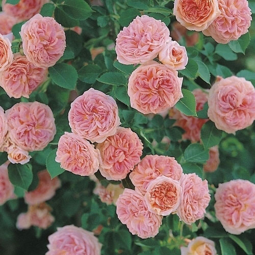 http://www.gardenoasis.co.uk/images/Flora_Direct/Roses/Climbing_Rose_Alchymist.jpg