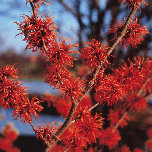 Hamamelis X Intermedia Diane