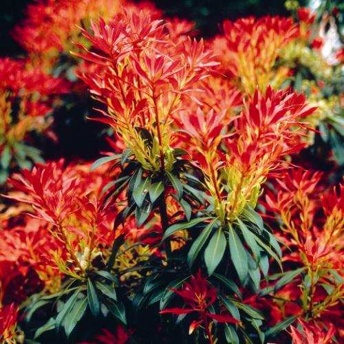 Forest Flame