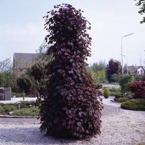 http://www.gardenoasis.co.uk/images/Flora_Direct/Trees/Acer_Plataniodes.jpg