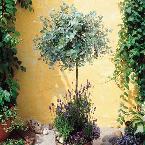 [http://www.gardenoasis.co.uk/images/Flora_Direct/Trees/Eucalyptus_Tree.jpg]