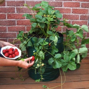 Strawberry Planter