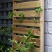 Slatted Trellis 30 x 180cm