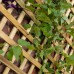 Trellis Planter