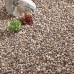 Premium 10mm Quartzite Pea Gravel - Bulk Bag