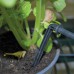 Canopia Drip Irrigation Kit