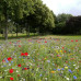 Natural Lawn Meadow 40m2