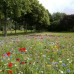 Natural Lawn Meadow 40m2