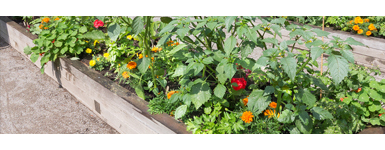 Our Guide on Raised Bed Gardening